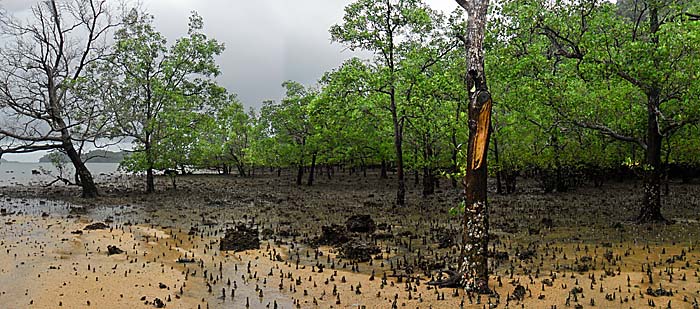 Mangrove Forest by Asienreisender